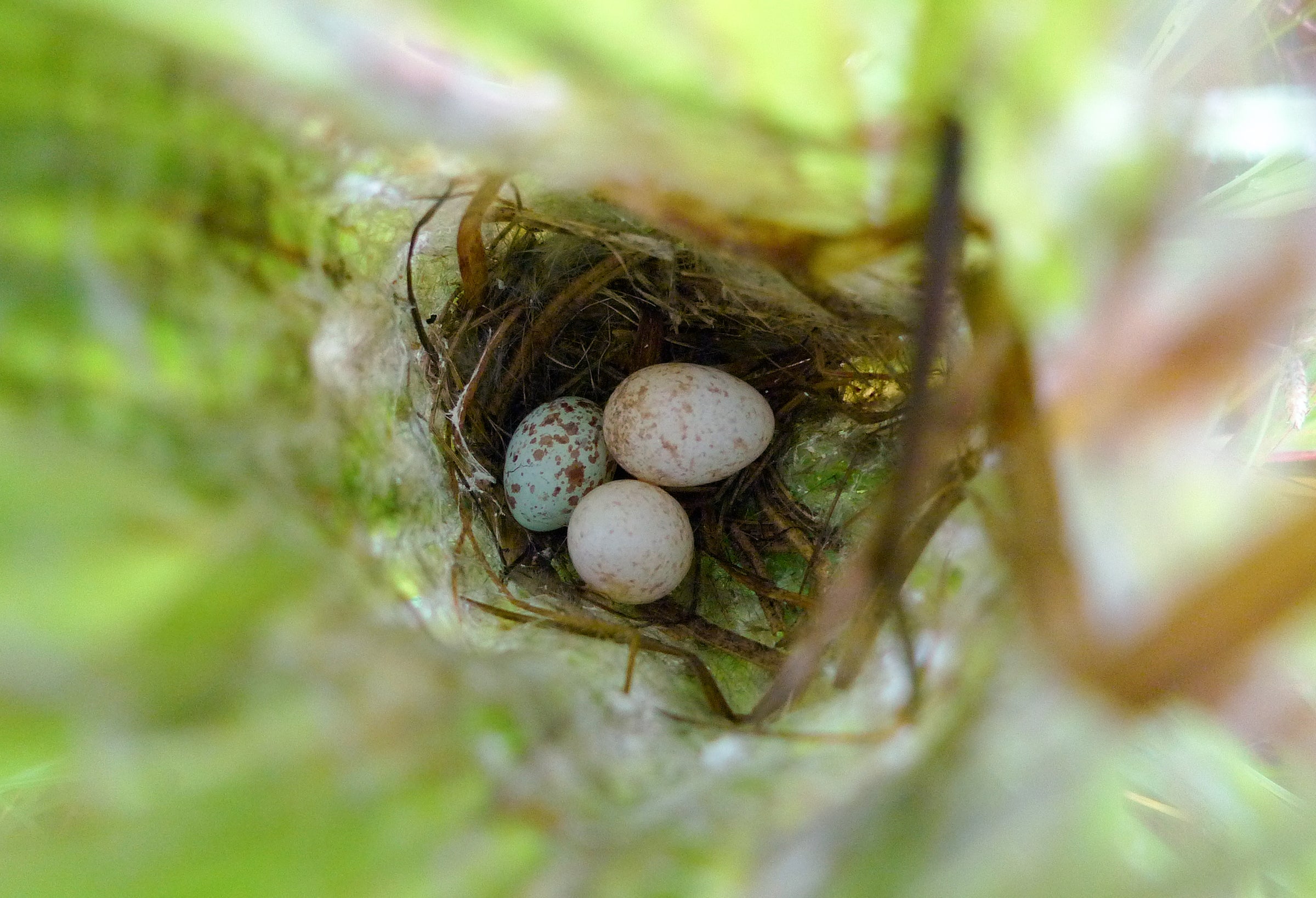The two Cuckoo Finch eggs in this Fantail Warbler nest are a poor match for the host's solo egg. Claire Spottiswoode