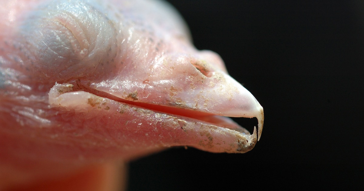 Can You Get Parasites from a Bird? Shocking Truth Revealed!