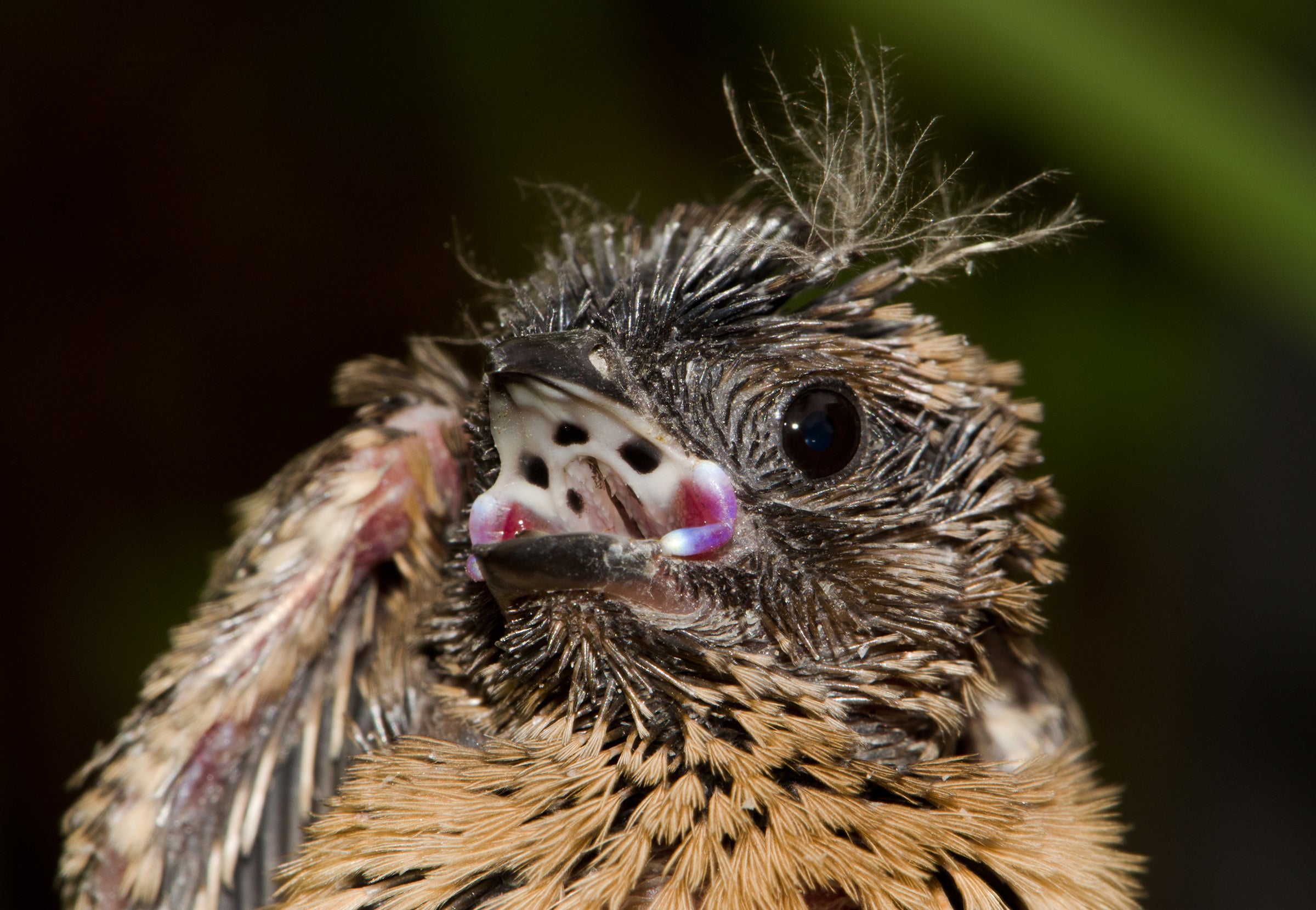 The creepy pattern on the roof of this young Purple Indigobird's mouth looks exactly like the one in its host, the Jameson's Firefinch. Claire Spottiswoode