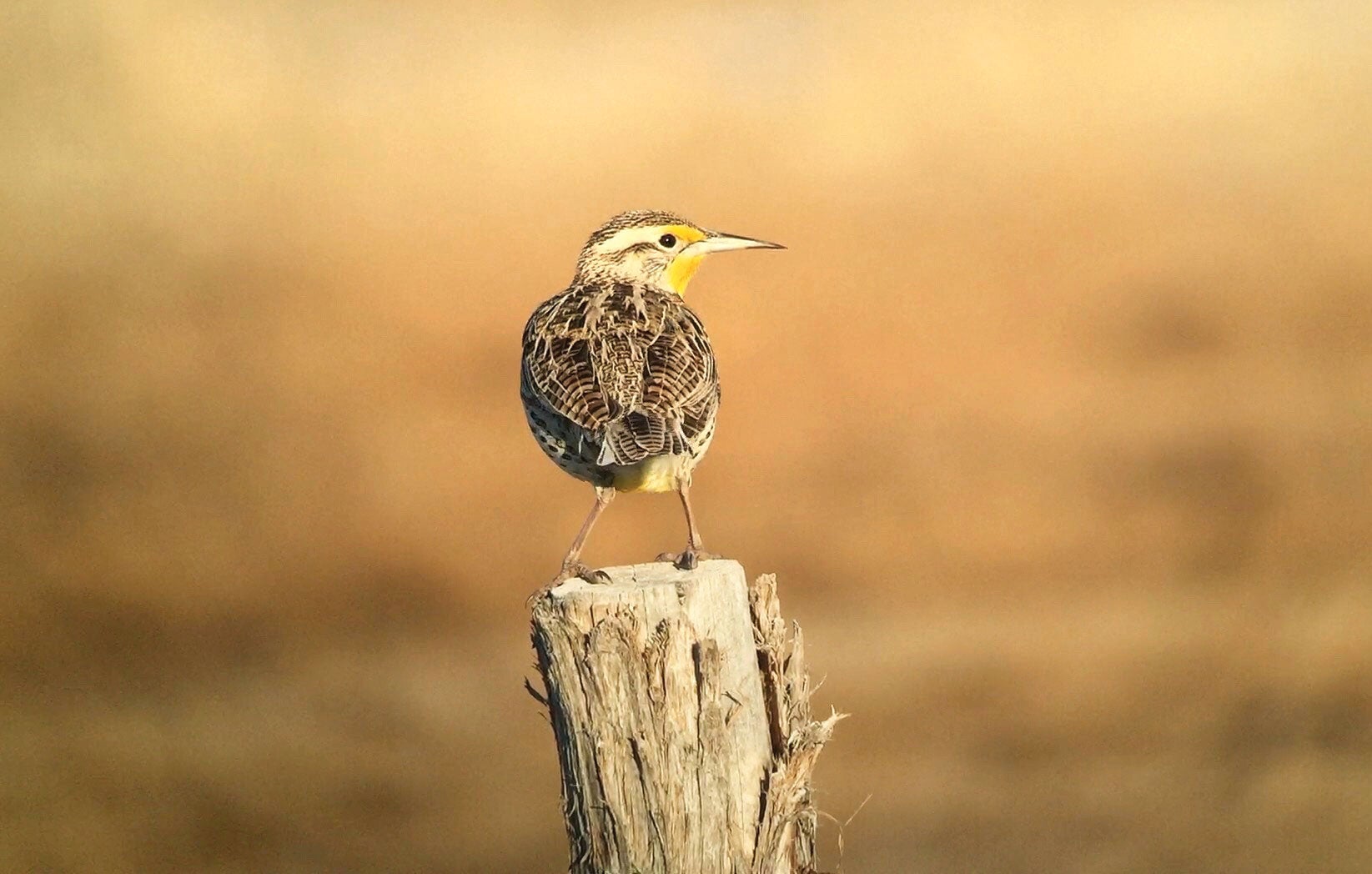 Western Meadowlark.