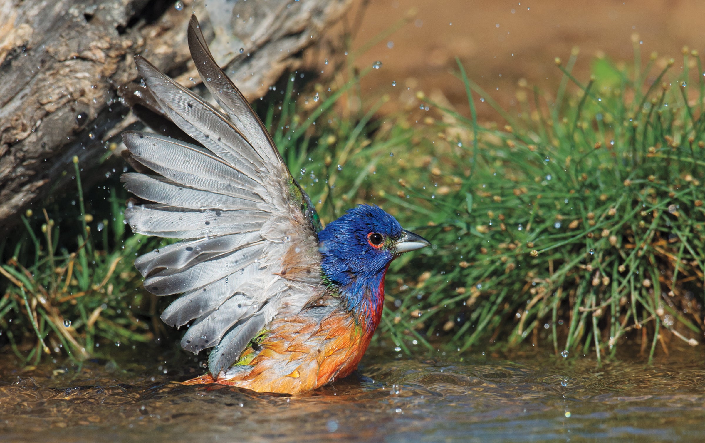 Painted Bunting. Zachary Webster/Audubon Photography Awards