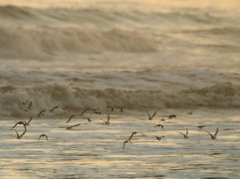 Shorebirds - Dr. Erik Johnson/̽����ѡ