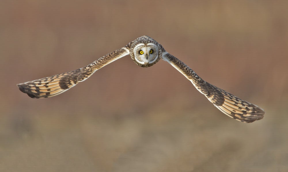 Short-eared Owl. Several states have identified the Short-eared Owl as a Species of Greatest Conservation Need that would be helped by the Recovering America's Wildlife Act. Duke Coonrad/���Ĵ�ý Photography Awards