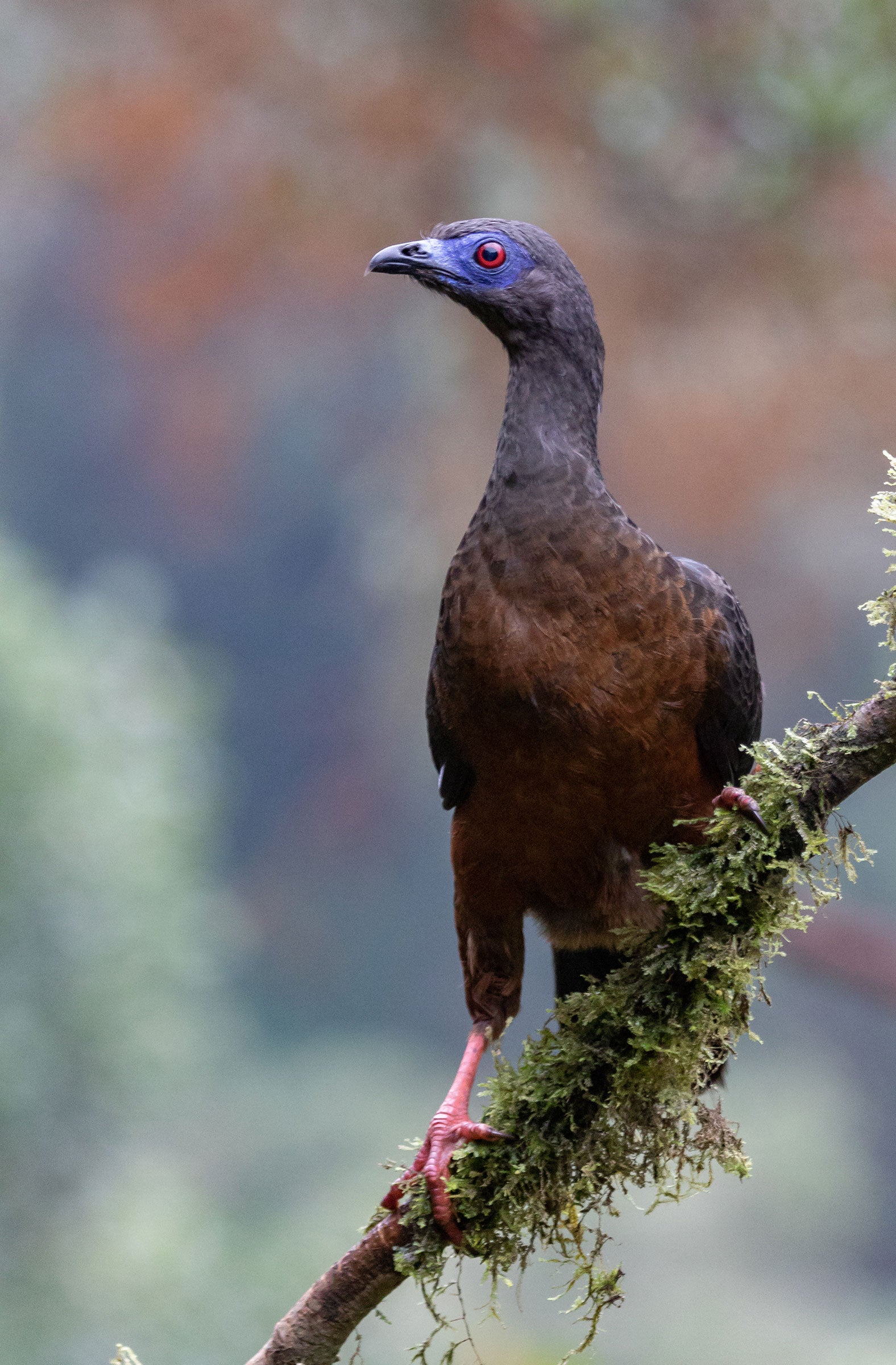 A chicken-like bird stands on a moss-covered rock. It's pink legs and red eye encircled in blue stand out amid its brown-black body.