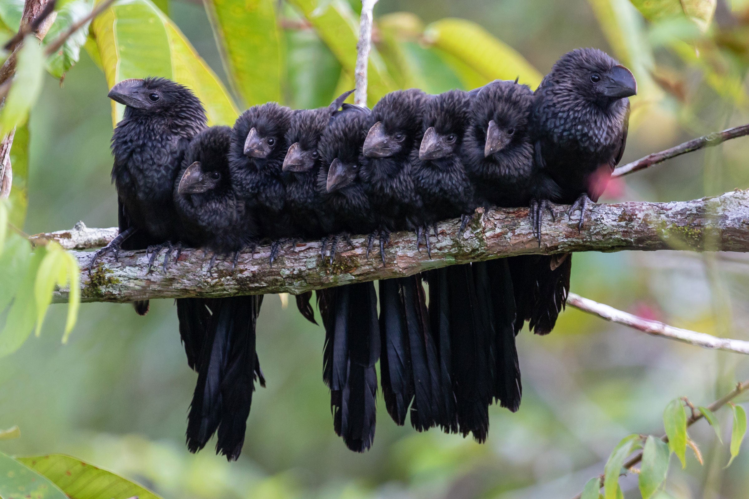 Nine black birds sit, packed side by side, on a tree limb.