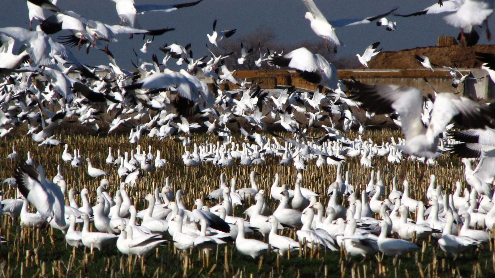 Snow and Ross's Geese congregate at the Great Salt Lake