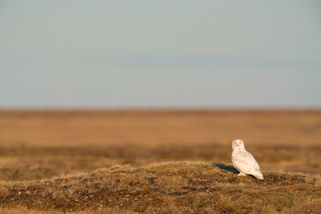 Snowy Owl in the Arctic Refuge. Photo: Milo Burcham