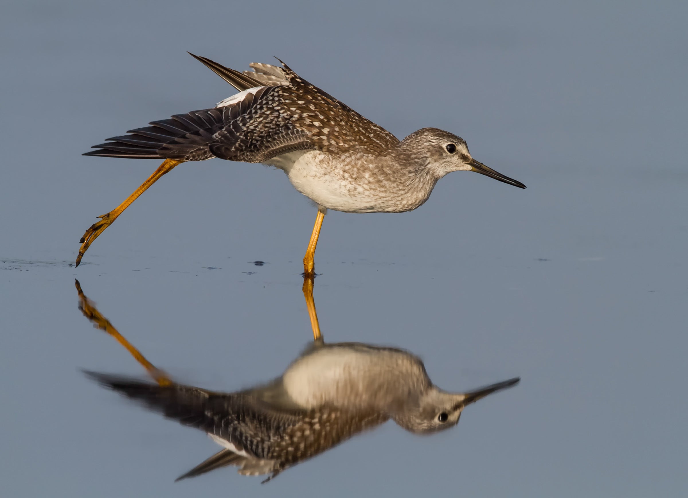 Yellowlegs Mysteries Revealed | Audubon