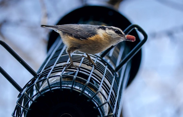 Bird Feeding and Care | Audubon