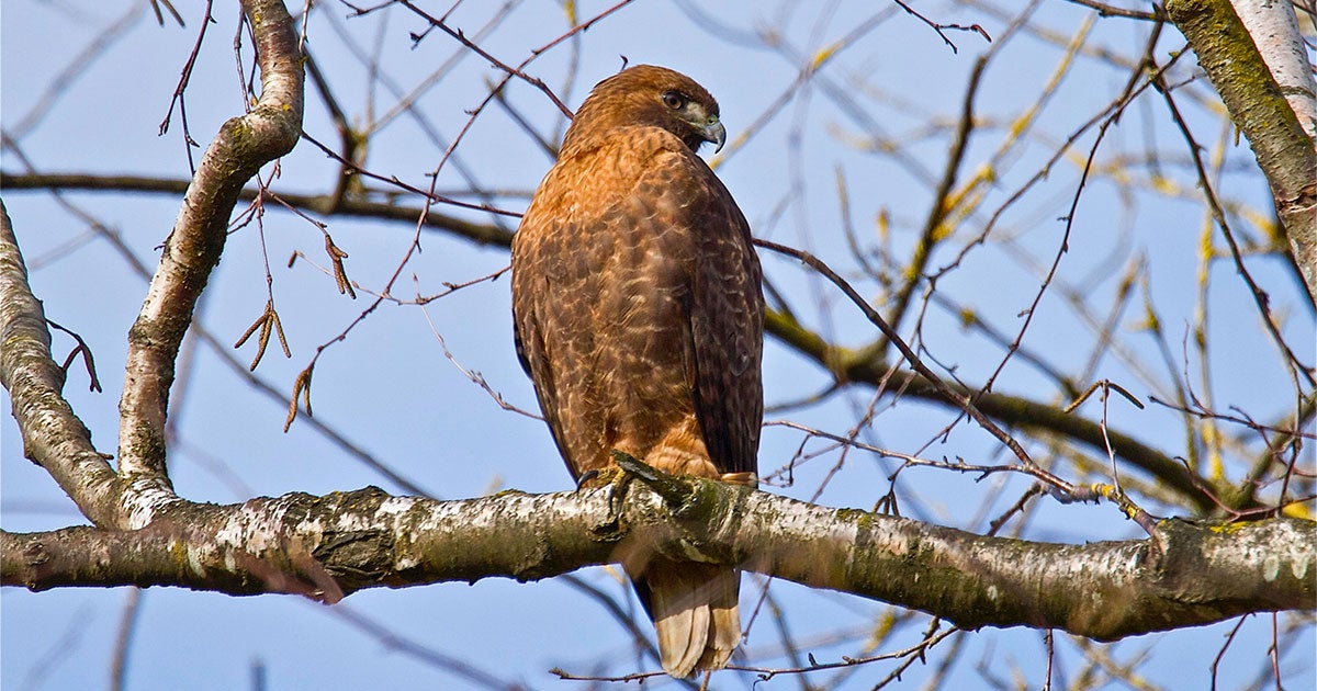 Ask Kenn: What’s Up With Bird Color Morphs and Phases? | Audubon