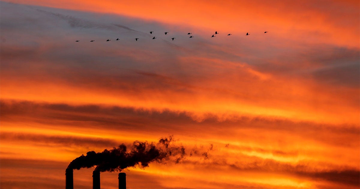 How a Landmark Environmental Law May Have Quietly Saved a Billion Birds ...