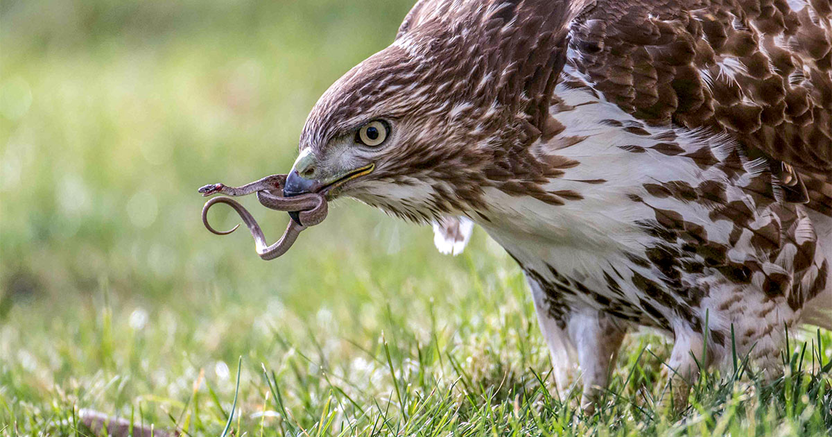 Red Tailed Hawk Mating