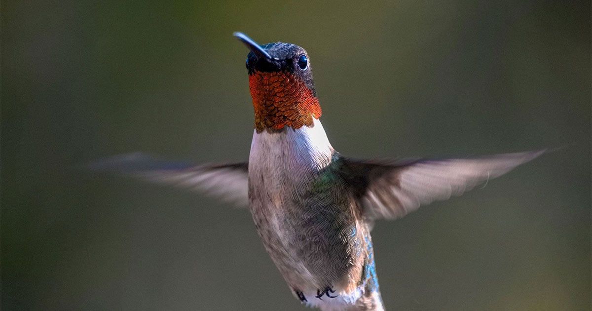 Five Incredible Ways Birds Change - F Aud Apa 2018 Ruby Throated Hummingbird A1 6358 2 Kk Photo Barry Jerald Jr 