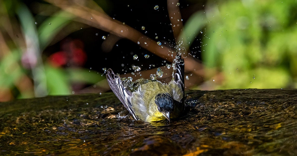 How to Help Birds Beat the Heat | 探花精选