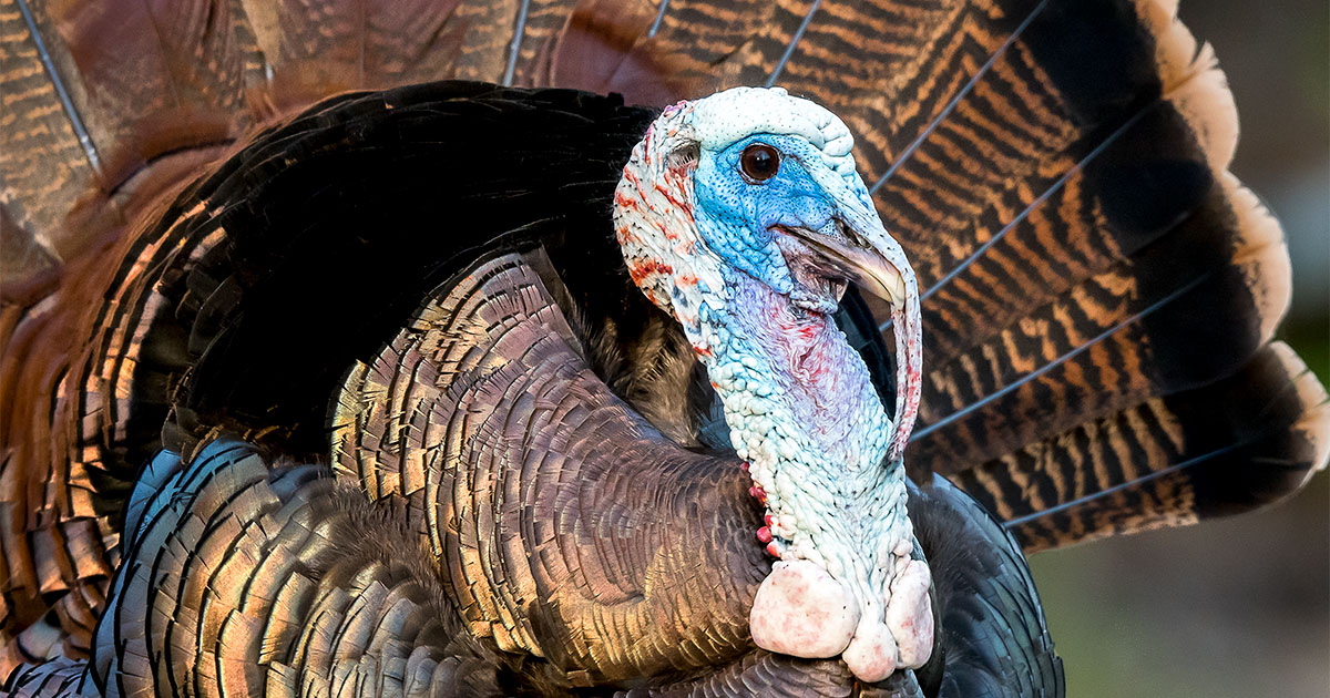 Turkey Leopard 10 Fun Facts About the Wild Turkey | 探花精选