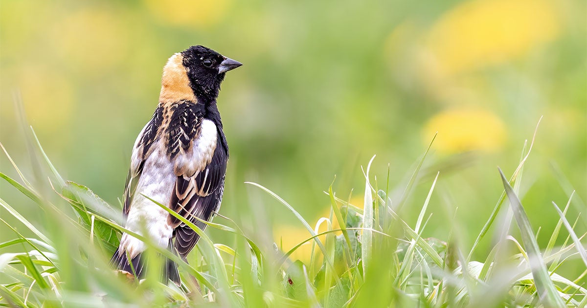 2022 U.S. State of the Birds Report Reveals Widespread Losses of