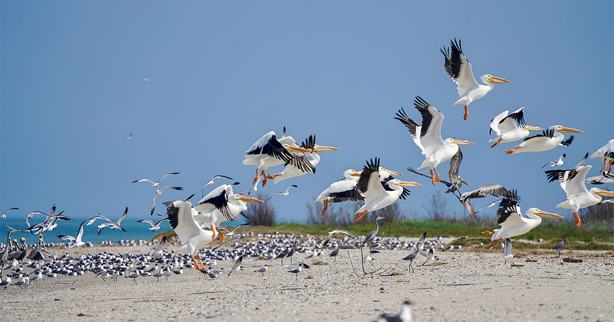Rookeries Rook A Plan to Keep Texas's Rookeries Rooted in Place | Audubon
