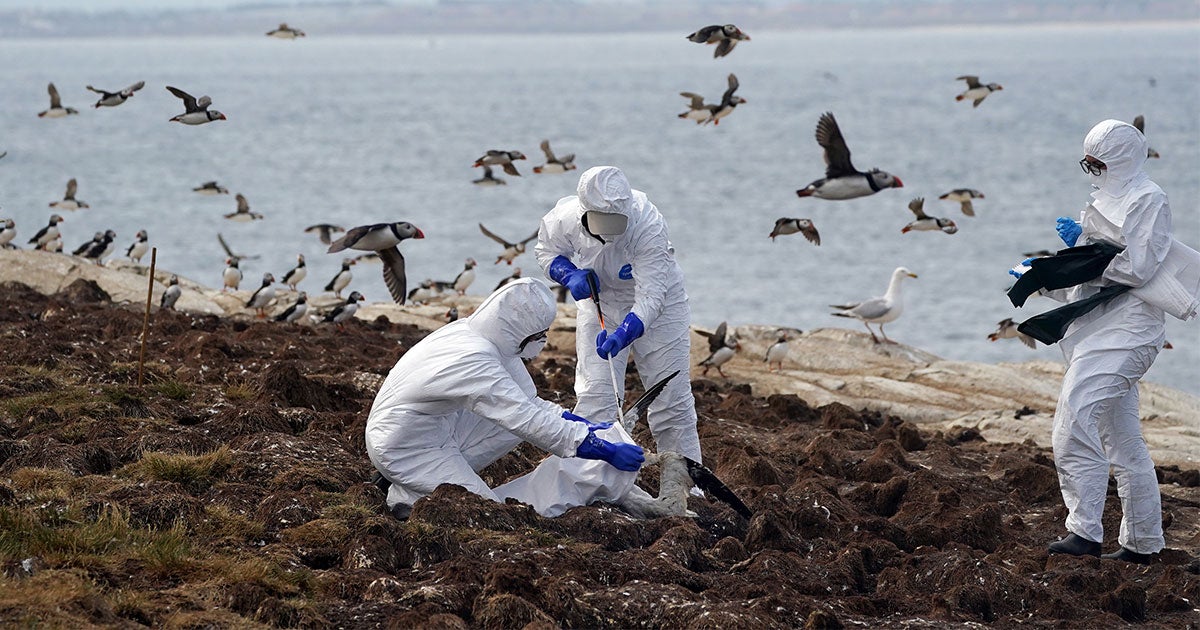 The Bird Flu Blazes On, Amping Up Concerns for Wildlife and Human ...