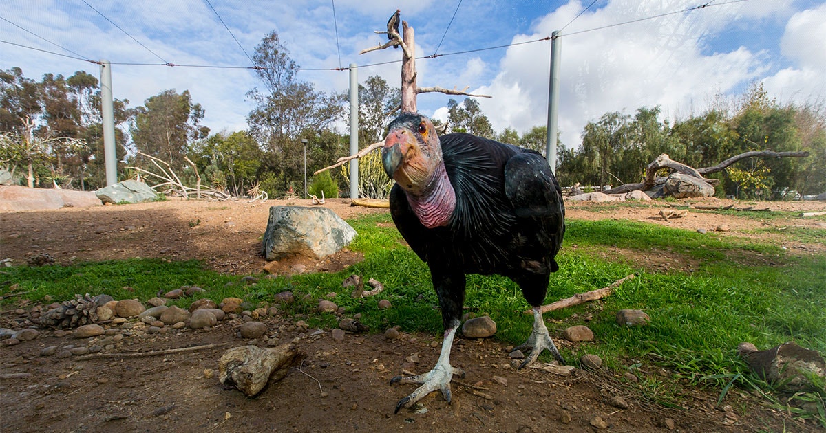 www.audubon.org