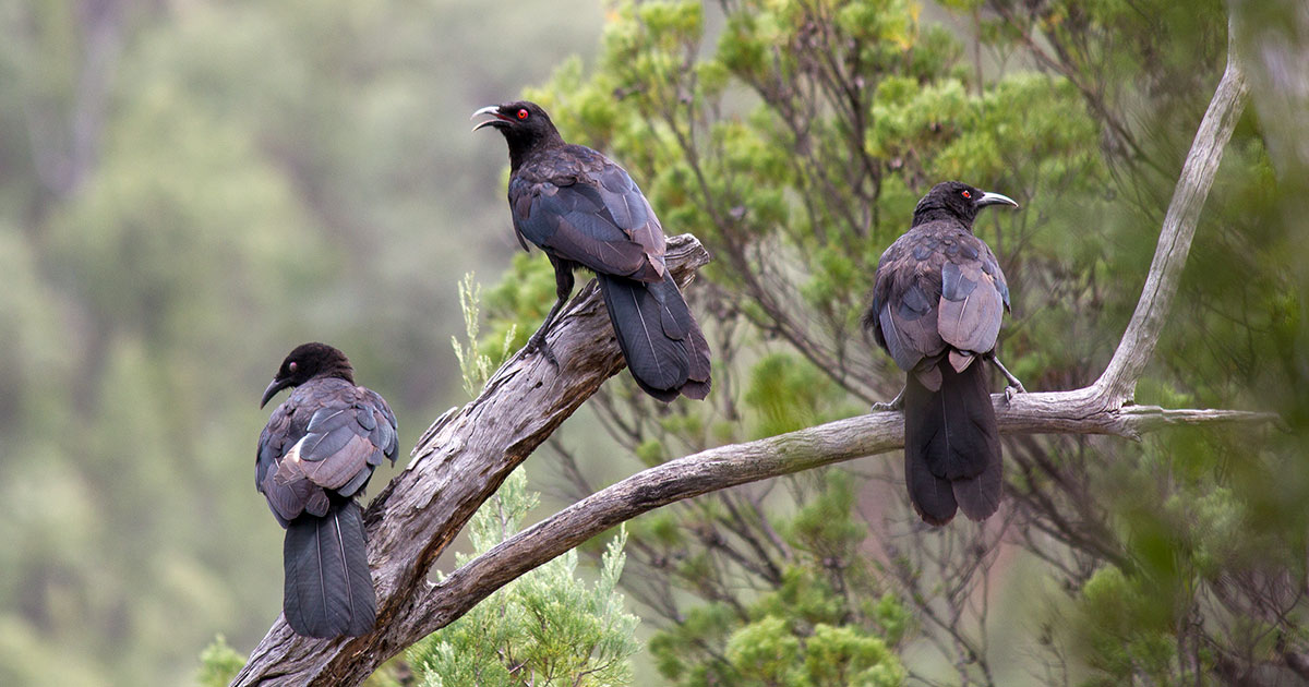 Bird Way Read an Excerpt From Jennifer Ackerman's New Book 'The Bird Way' | Audubon
