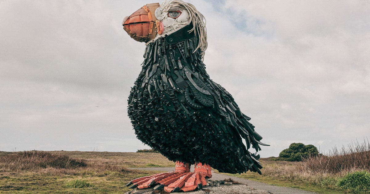 puffins　フラット加工 Reimagining the Tufted Puffin | Audubon
