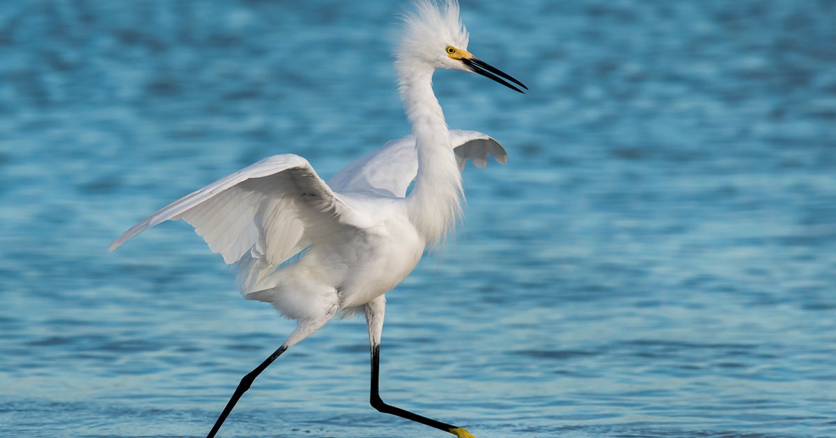 New Federal Bill Will Help Bring Birds Back | Audubon