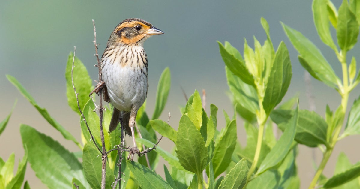 Top Wins for Birds 2020 State Efforts to Address Climate Change Audubon