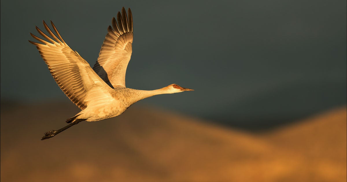 Audubon to Election Officials and Courts Count Every Vote Audubon