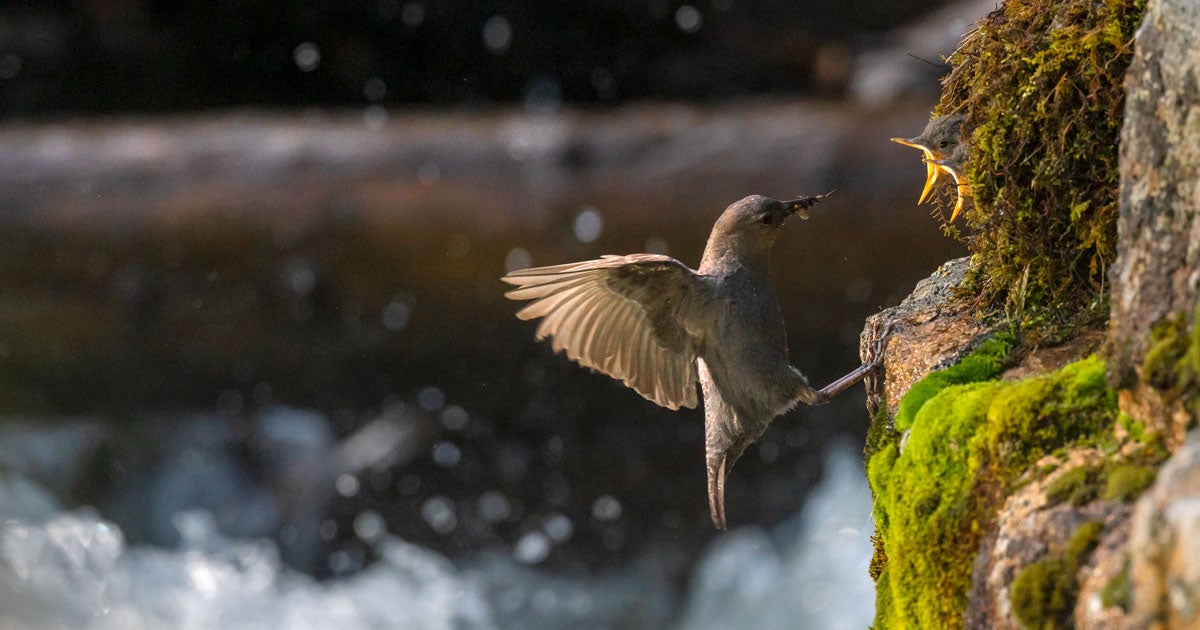 Meet the Dipper, North America's Only Aquatic Songbird | Audubon