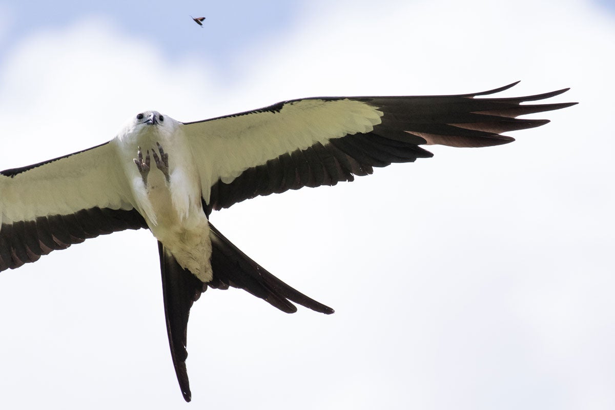 Reflecting on a Year of Success | Audubon