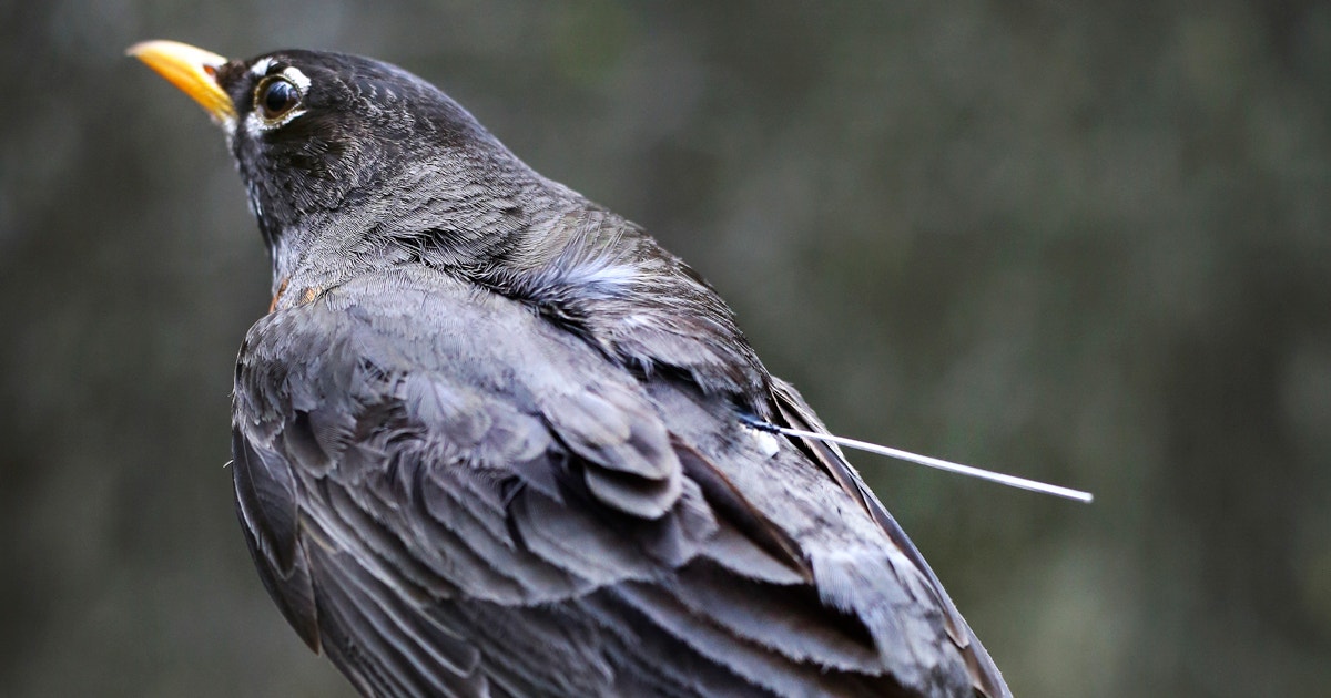 Scientists Are Unraveling the American Robin's Surprisingly Mysterious ...