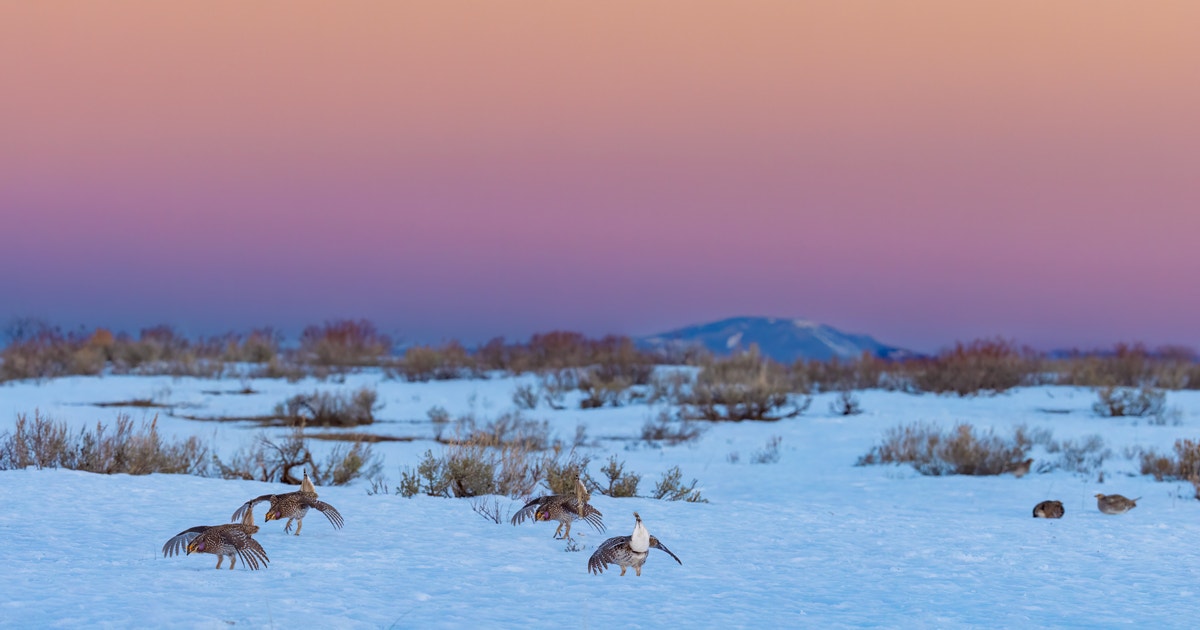 Fall In Love With the Ancient Dance of the Sharp-tailed Grouse
