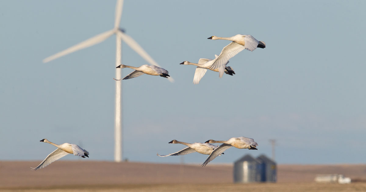 www.audubon.org