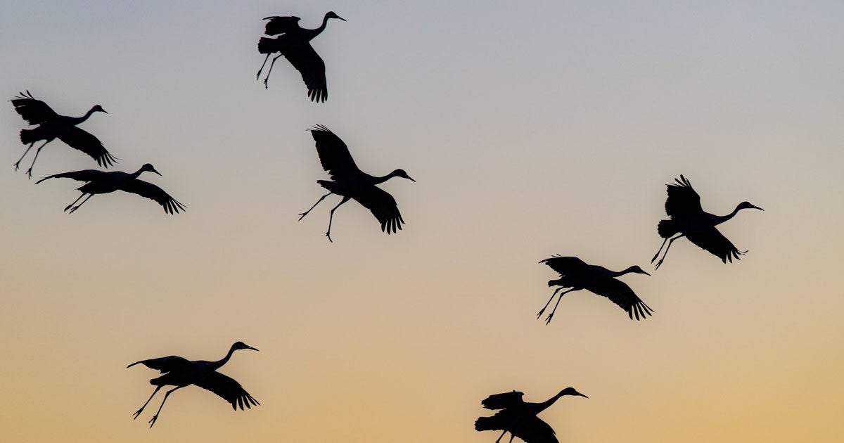 Transmission Lines and Birds | Audubon