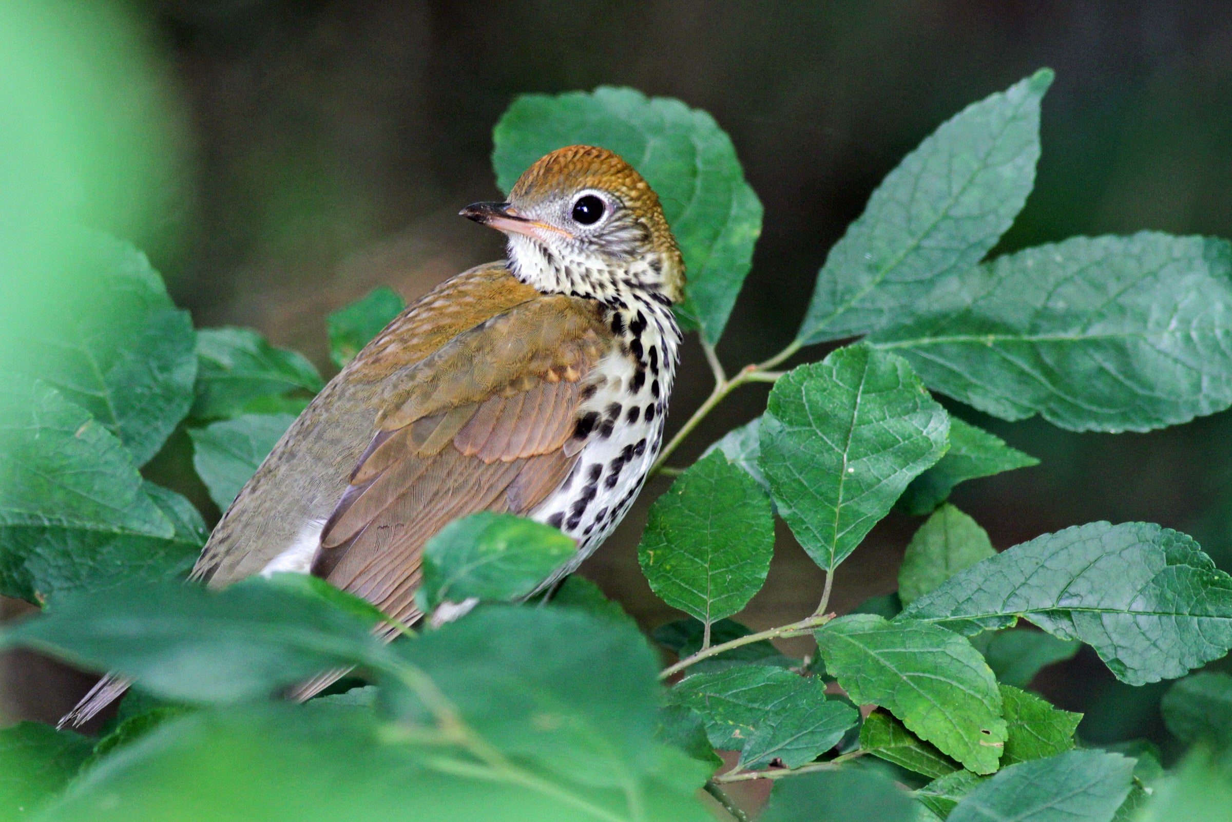 Wood Thrush perched on a Winterberry branch.