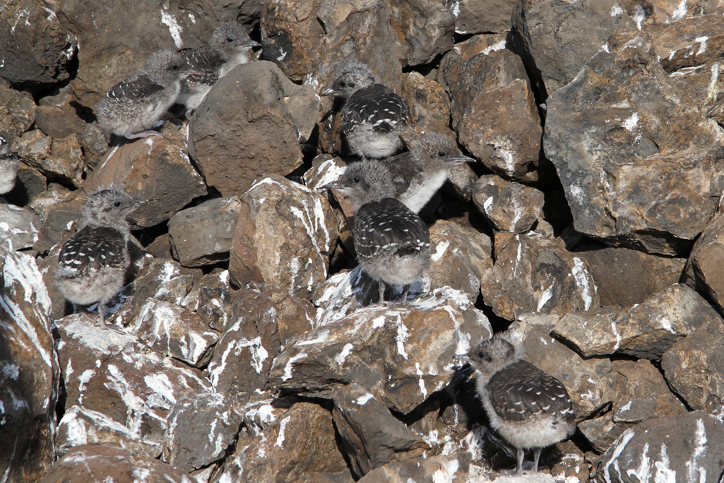 Sooty Tern chicks. S. Copsey
