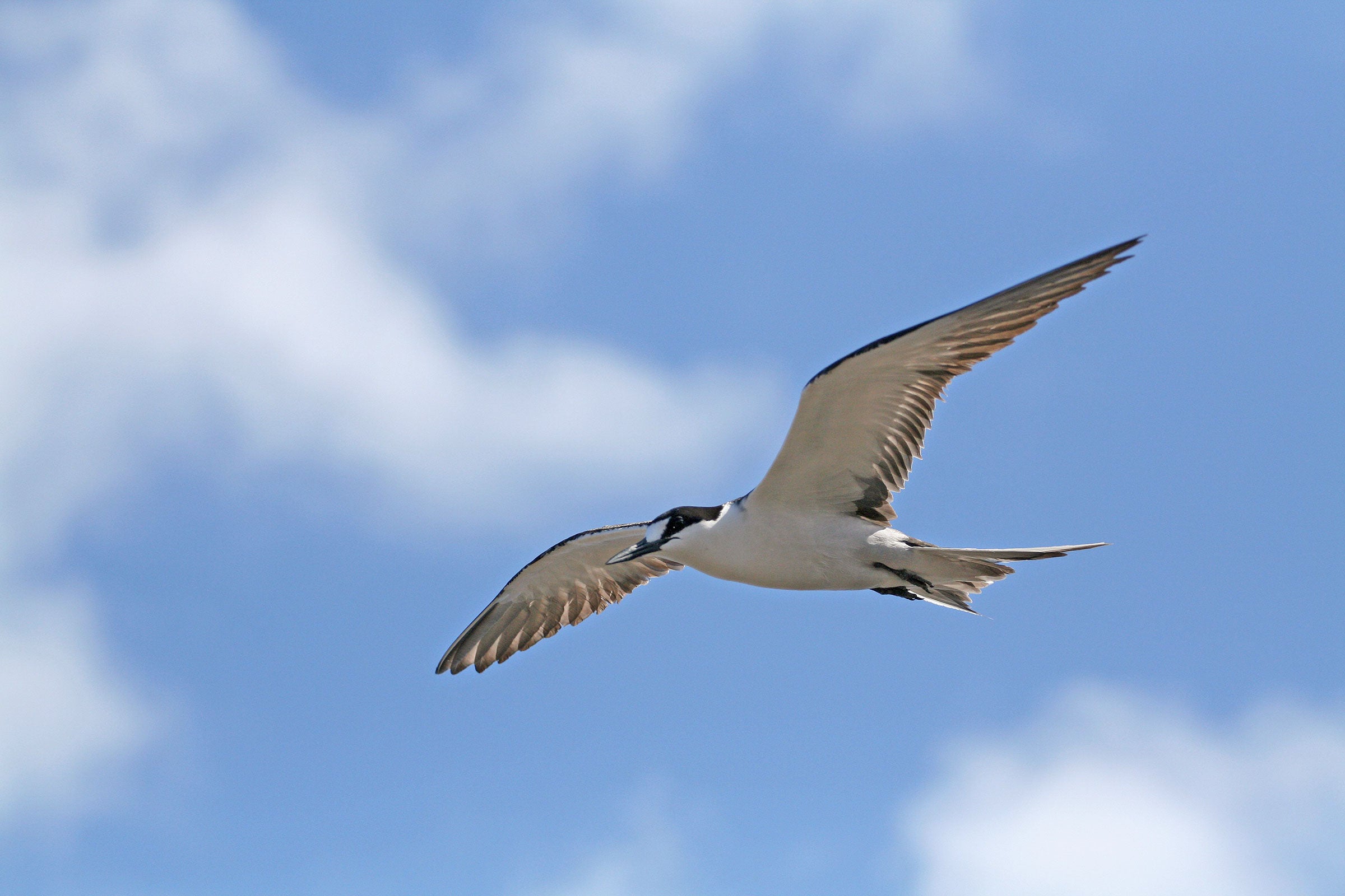 Sooty Tern. N. Weber