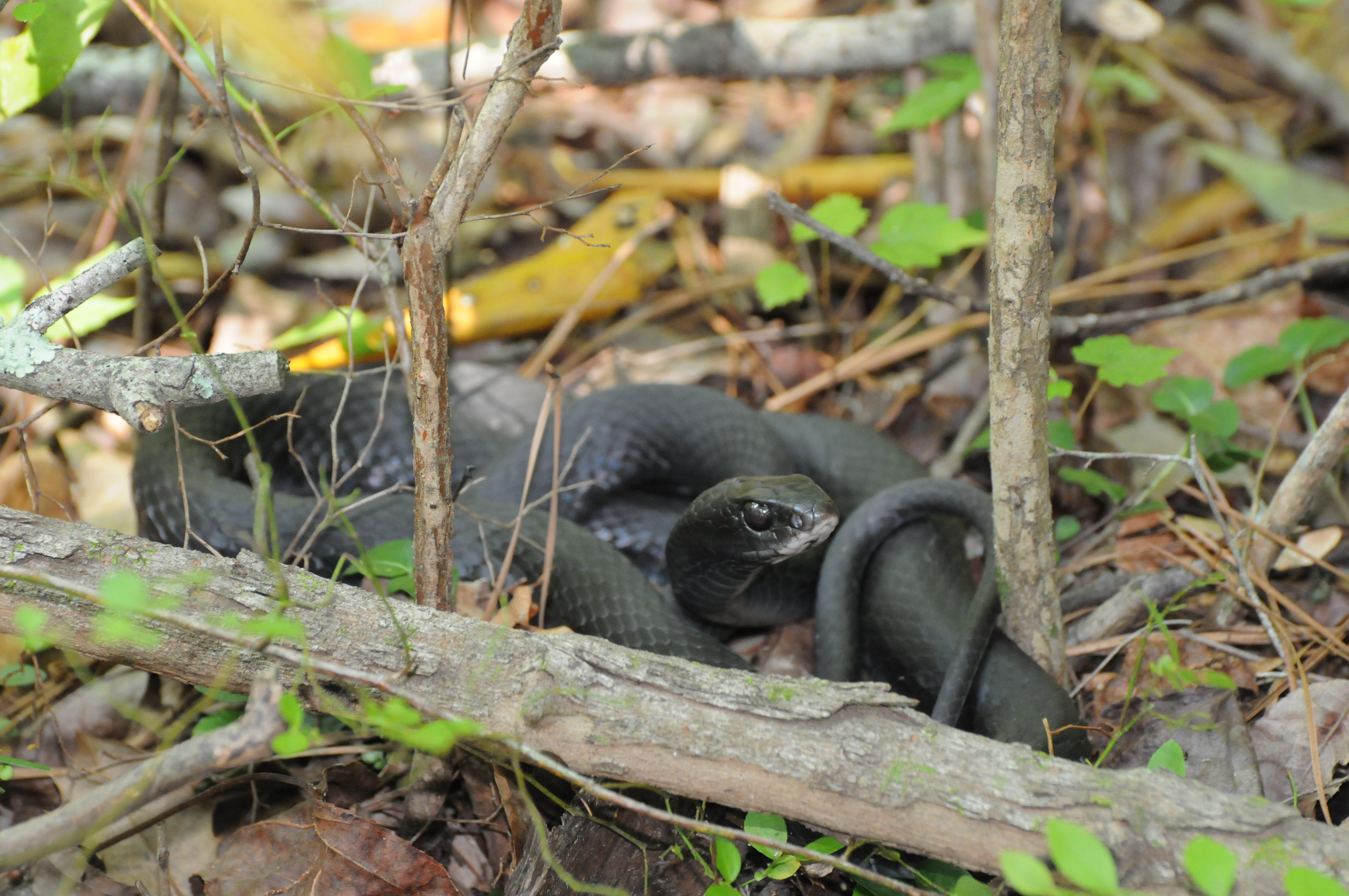 Southern Black Racer | Audubon