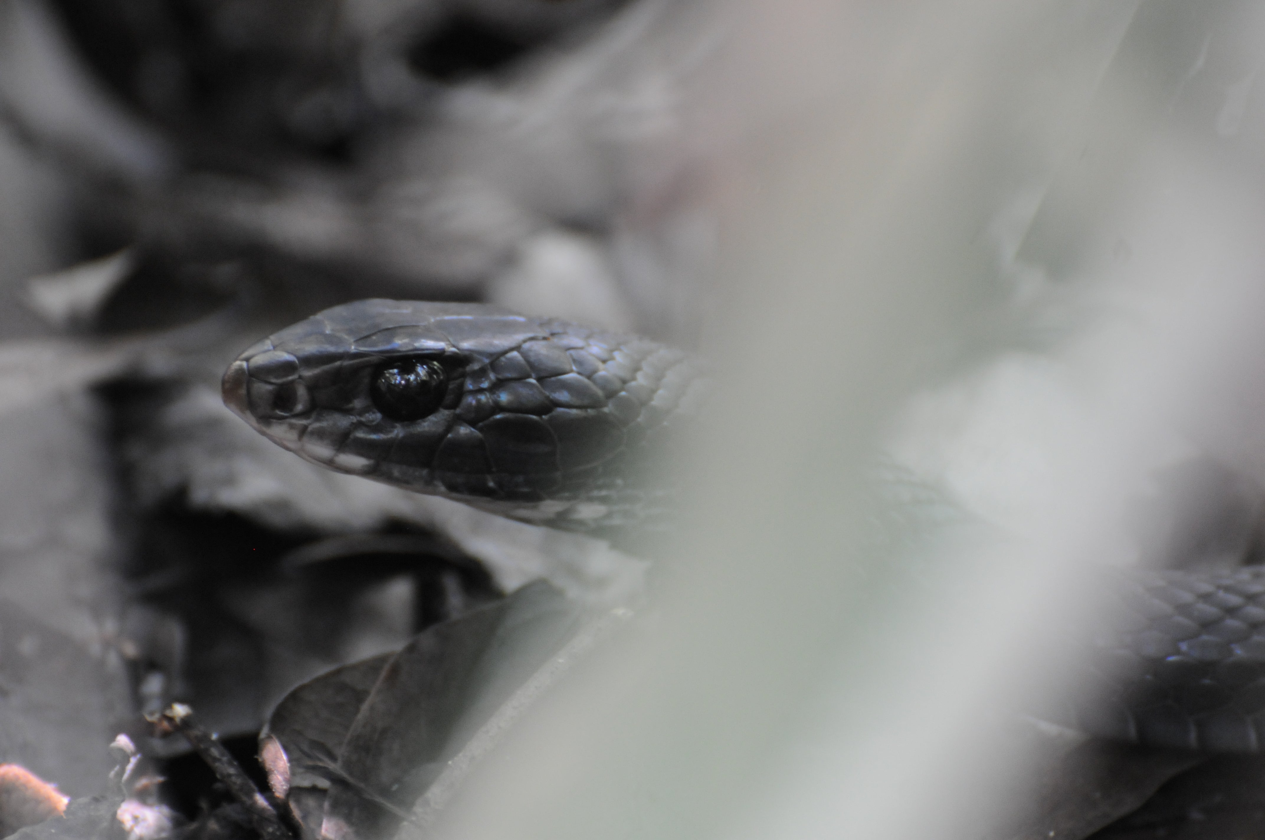 Southern Black Racer | Audubon