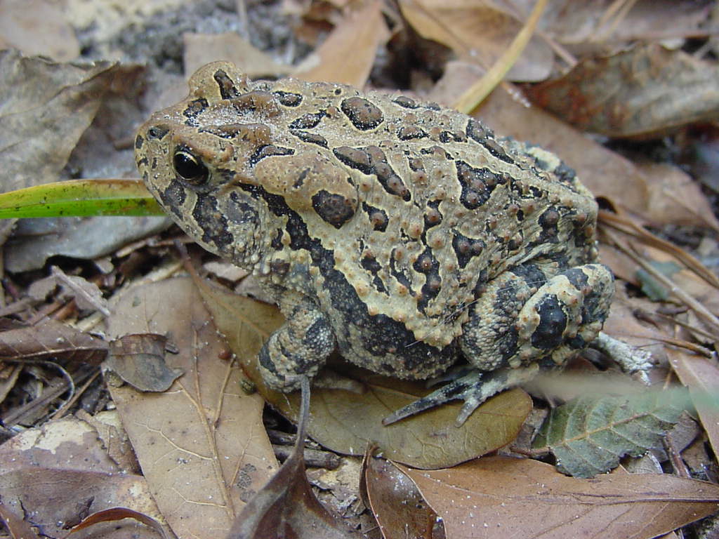 Southern Toad | Audubon