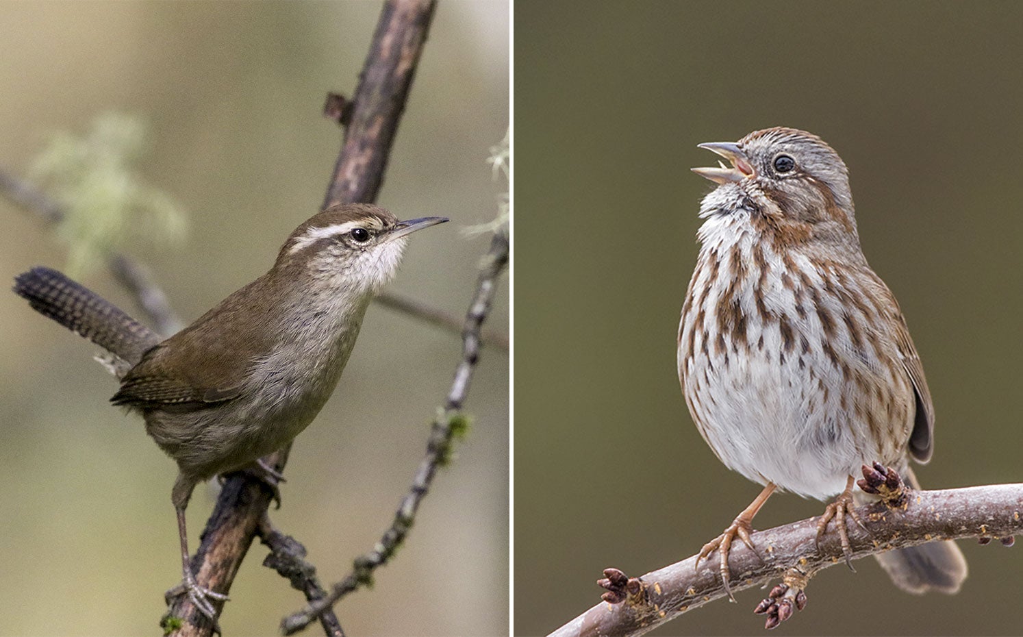 From left: Bewick's Wren. Photo: Susan Holtz/Audubon Photography Awards; Song Sparrow. Photo: Christine Haines/Great Backyard Bird Count