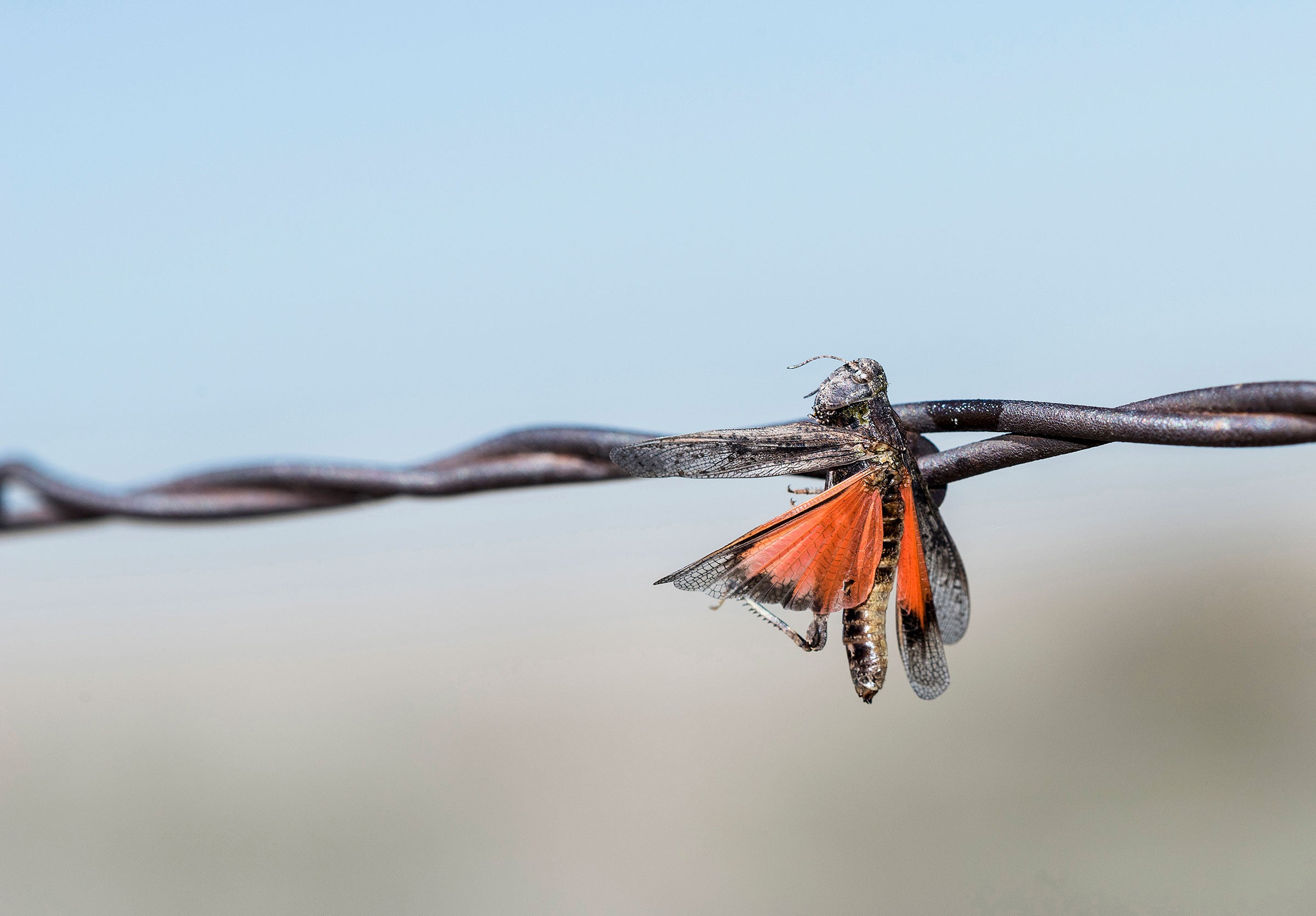 Speckle-winged rangeland grasshopper. Rachel Hopper