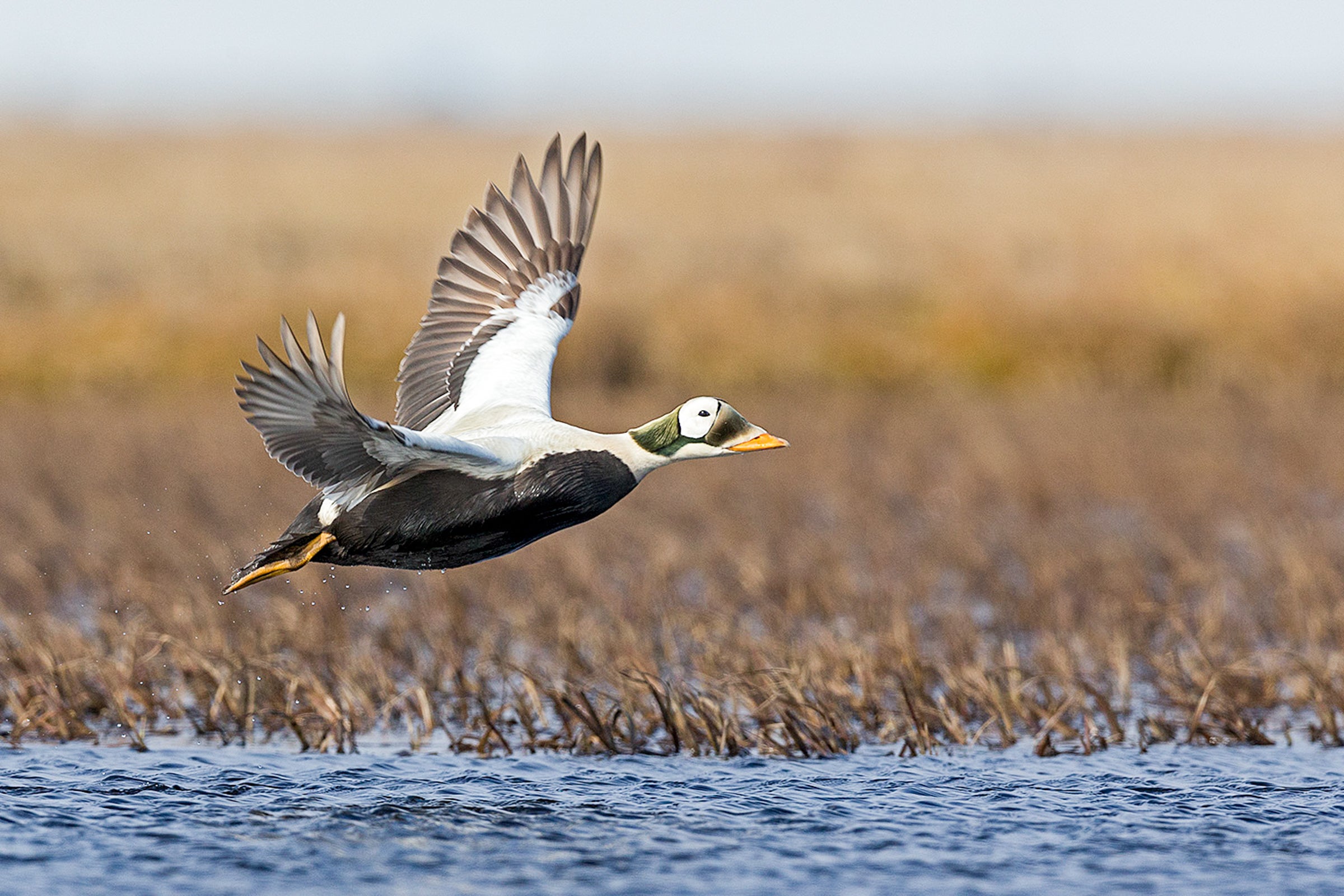 Photo of a Spectacled Eider in flight over wetlands. Spectacled Eider. William J. Pohley/���Ĵ�ý Photography Awards
