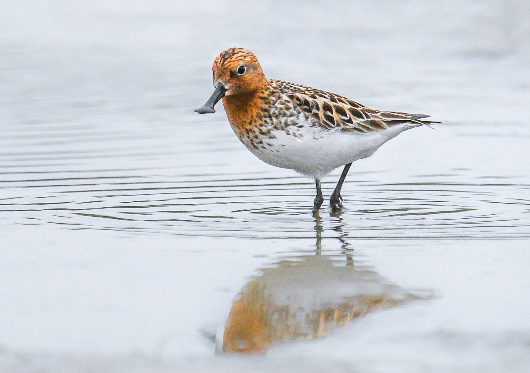 Spoon-billed Sandpiper in Chukotka, Russia. Lisle Gwynn/Heritage Expeditions