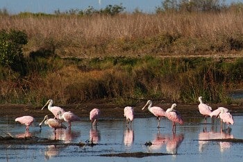 Roseate Spoonbills - David J. Ringer/̽����ѡ