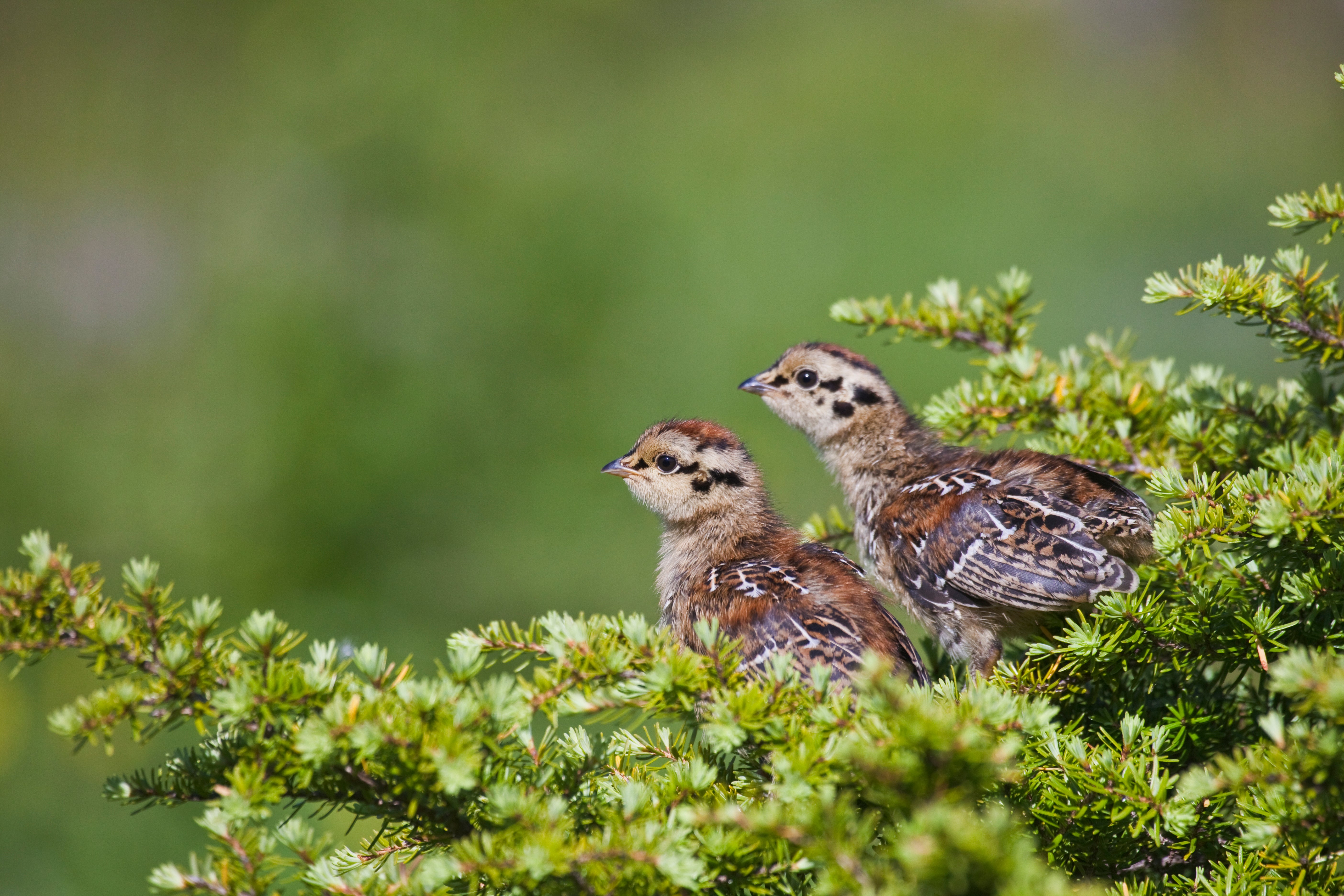 Prince of Wales Spruce Grouse chicks in the Tongass National Forest.