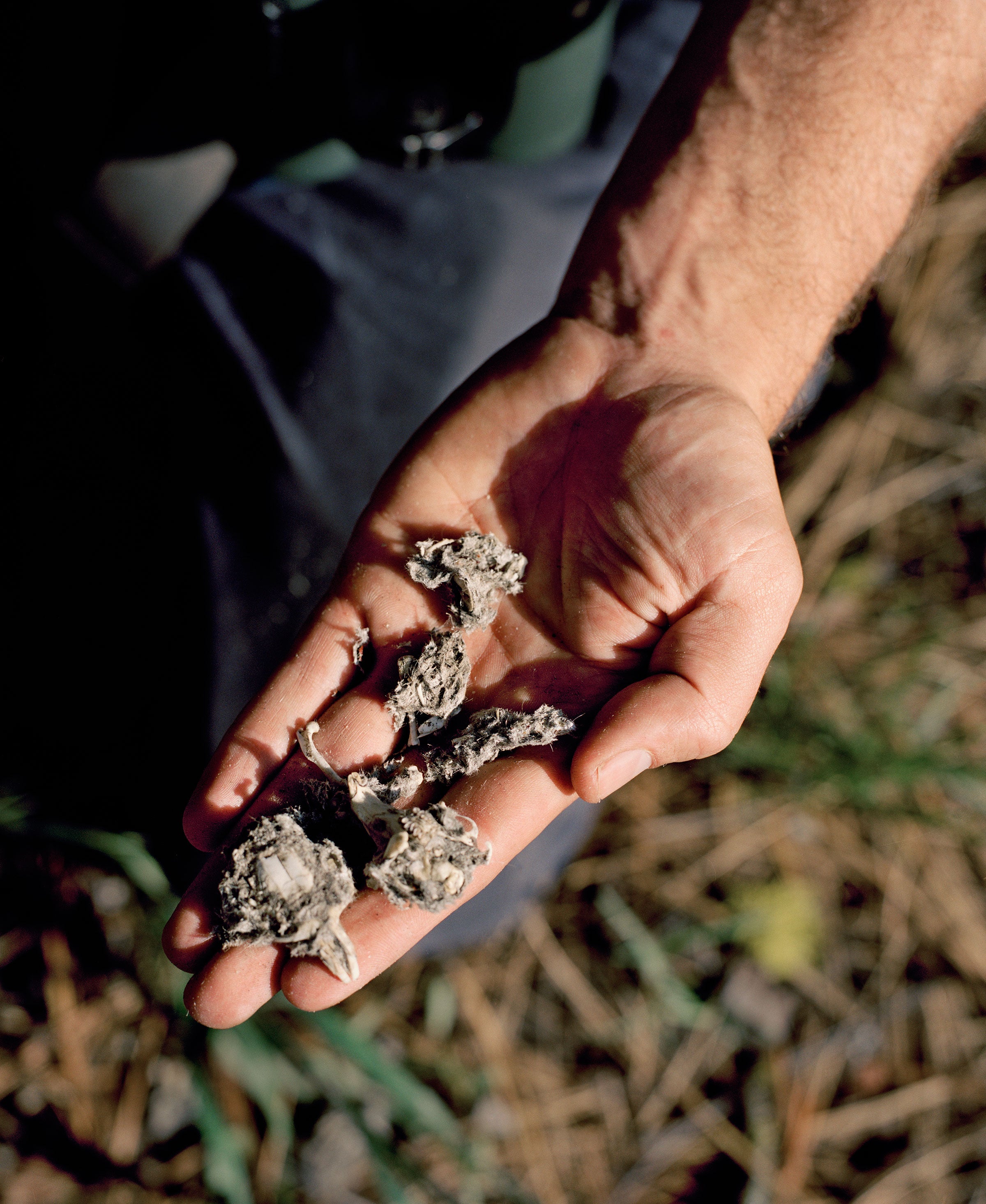 An owl pellet found on the edge of the meadow contains the bones of small mammals. Jake Stangel