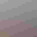 Steve Kress with Atlantic Puffin chick