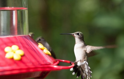 Hummingbirds at Home | Audubon