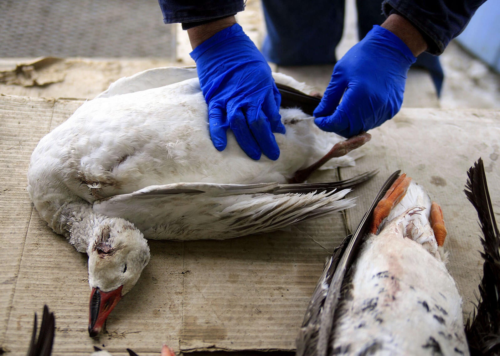 can-you-get-sick-from-touching-bird-poop